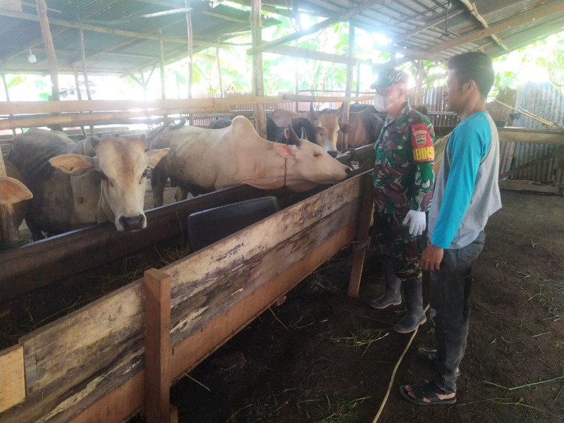 Cegah Penyebaran PMK, Babinsa Serda Ramadhani Melaksanakan Cek 10 Ekor Hewan Ternak di Talang Mandi