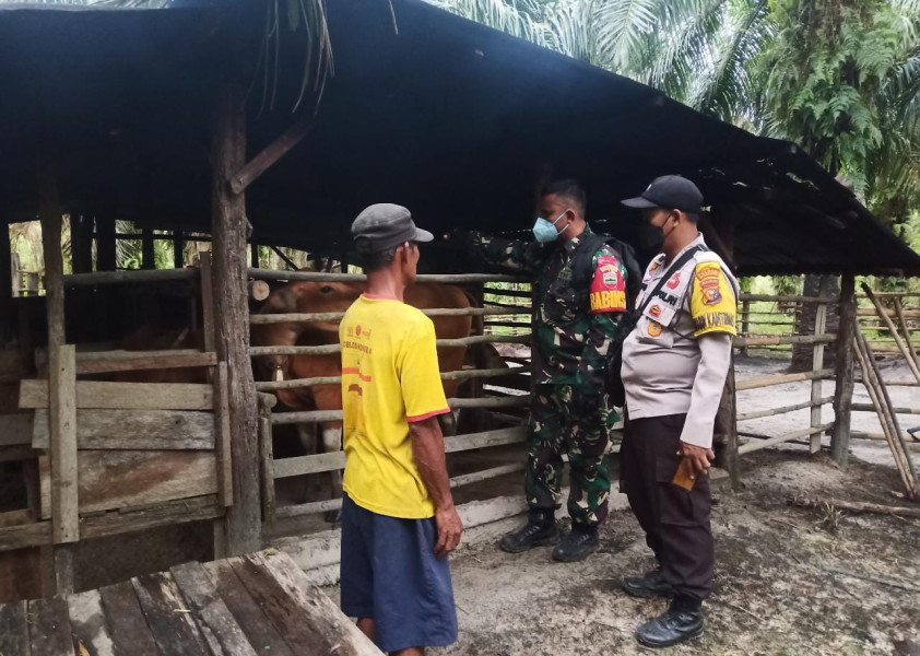 Cegah Penyebaran PMK, Babinsa dan Bhabinkamtibmas Laksanakan Cek Hewan Ternak di Dusun Rokan