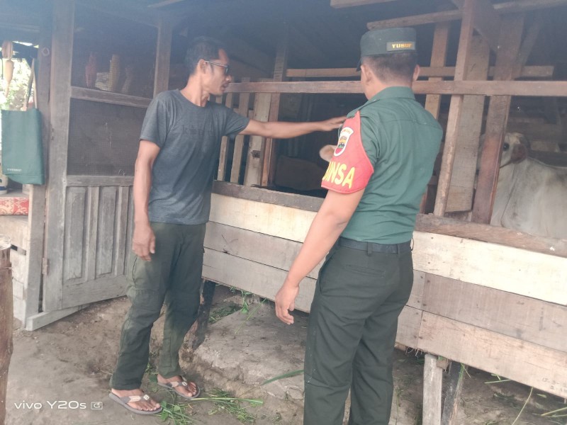 Babinsa Praka IK. Sinaga, Lakukan Cek Hewan Ternak Kambing Antisipasi Penyakit PMK, di Jalan Rangau