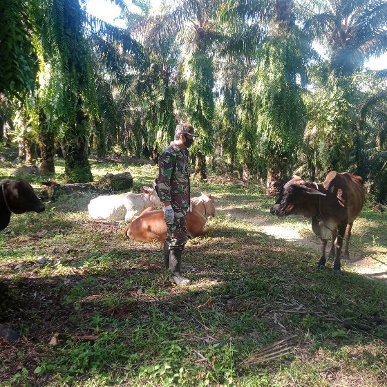 Babinsa Serma Suprapto Maksimalkan Upaya Pencegahan PMK di Kecamatan Pinggir
