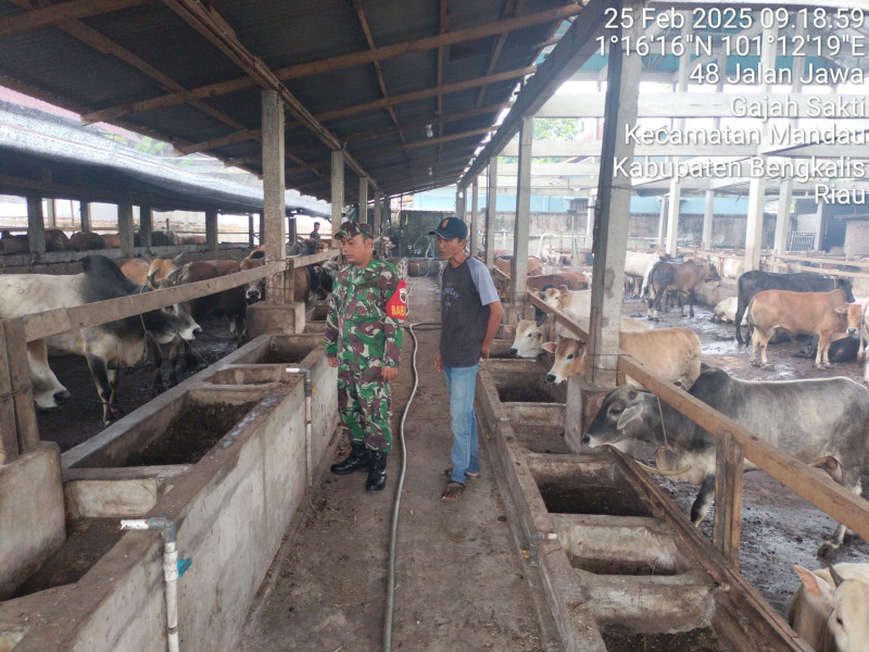 Gencar Laksanakan Pengecekkan Hewan Ternak Sapi, di Kelurahan Babussalam, Babinsa Sertu AT. Silaban Cek Lokasi