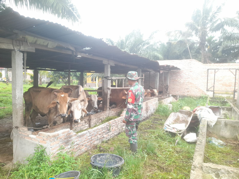Gencar Laksanakan Pengecekkan Hewan Ternak Sapi di Kelurahan Babussalam, Babinsa Serka Alinaspi Turun ke Lokasi