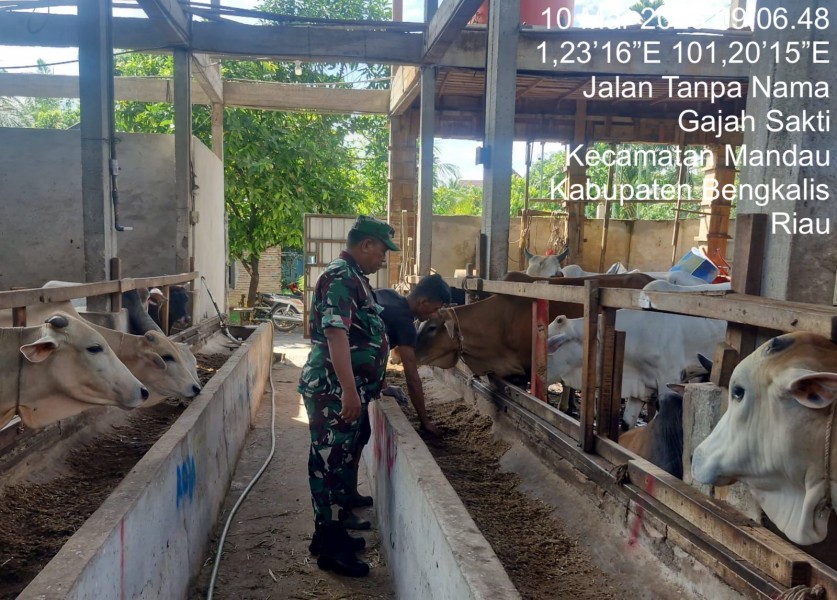 Babinsa Serma Agusliadi, Cek Hewan Ternak Kambing Antisipasi PMK, di Kelurahan Gajah Sakti