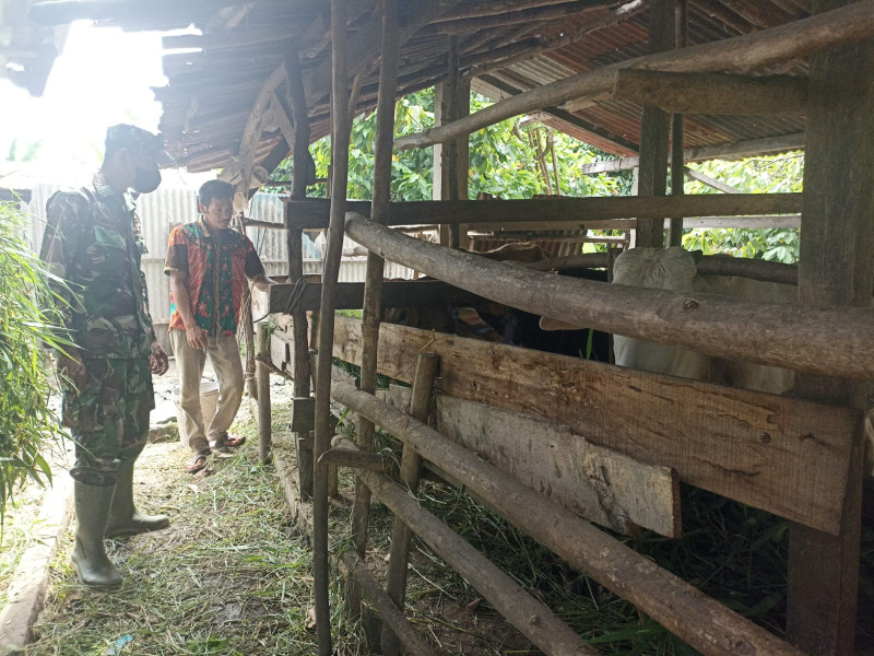 Babinsa Sertu Robby, cek 5 Ekor Hewan Ternak Sapi di Jalan Tegal Sari Ujung Mandau,  guna Cegah PMK