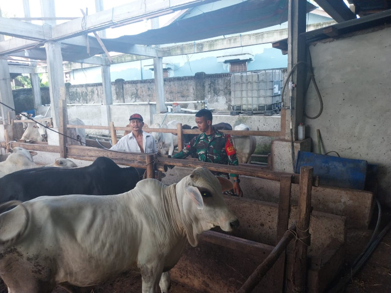 Gencar Laksanakan Pengecekkan Hewan Ternak Sapi di Mandau, Babinsa Pratu DN. Simanungkalit Turun ke Lokasi