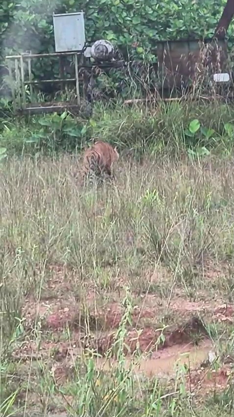 Pihak BBKSDA Lakukan Pemantauan dan Pemasangan Kamera Memantau Pergerakan Harimau