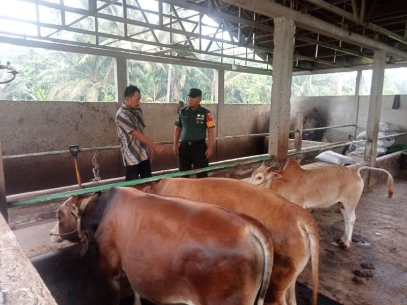 Cegah Penyebaran PMK, Babinsa Serda P. Sinaga Melaksanakan Cek Hewan Ternak di RT 7 RW 11 Gajah Sakti