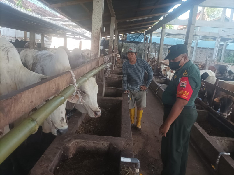 Cegah Penyebaran PMK, Babinsa Peltu Sigit NW Laksanakan Cek Hewan Ternak di Kelurahan Gajah Sakti
