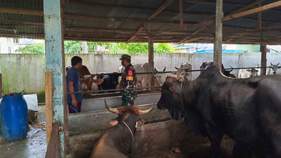 Gencar Laksanakan Pengecekkan Hewan Ternak Sapi di Desa Pinggir, Babinsa Sertu Roy P. Turun ke Lokasi