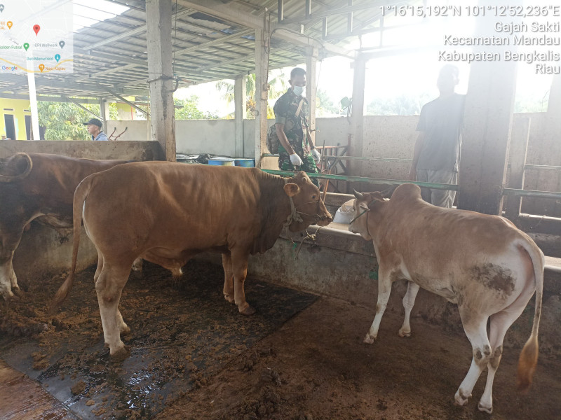 Babinsa Sertu Robby Laksanakan Pengecekkan Hewan Ternak di Kelurahan Gajah Sakti