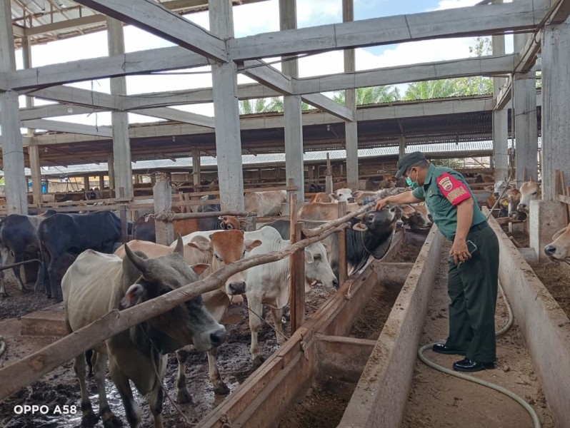 Gencar Laksanakan Pengecekkan Hewan Ternak Sapi, di Kelurahan Gajah Sakti Oleh Serda Z. Panjaitan