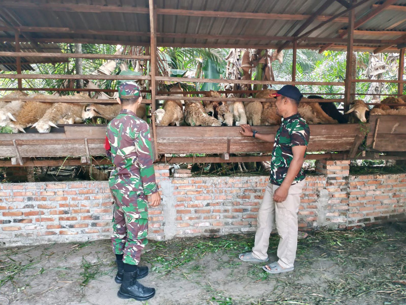 Gencar Laksanakan Pengecekkan Hewan Ternak Sapi di Desa Petani, Babinsa Pratu Kifron Cek Lokasi
