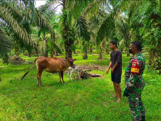 Babinsa Sertu Roy Pardomuan Maksimalkan Upaya Pencegahan PMK di Desa Buluh Apo