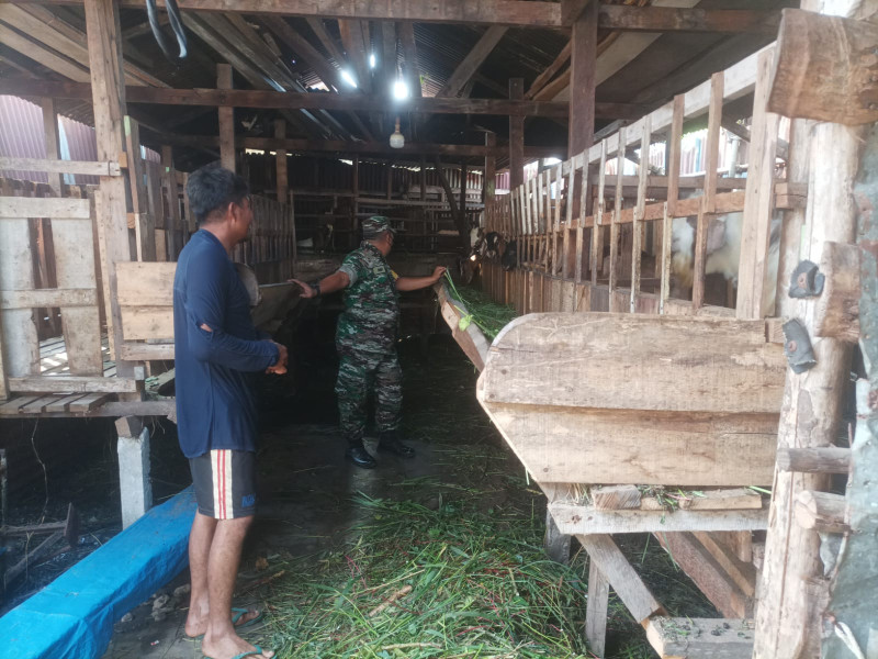 Cegah Penyebaran PMK, Babinsa Peltu Sigit NW Melaksanakan Cek 30 Ekor Hewan Ternak Kambing di Kelurahan Air Jamban
