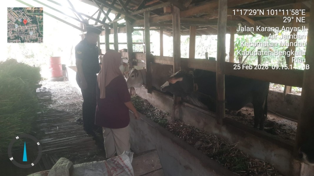 Babinsa Sertu Ahmad Junaidi Lakukan Cek Hewan Ternak Sapi Antisipasi Penyakit PMK, di jalan Karang Anyer