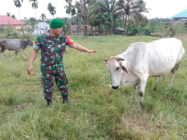 Cegah Penyebaran PMK, Babinsa Kopda P. Samosir Laksanakan Cek Hewan Ternak di Kelurahan Duri Barat