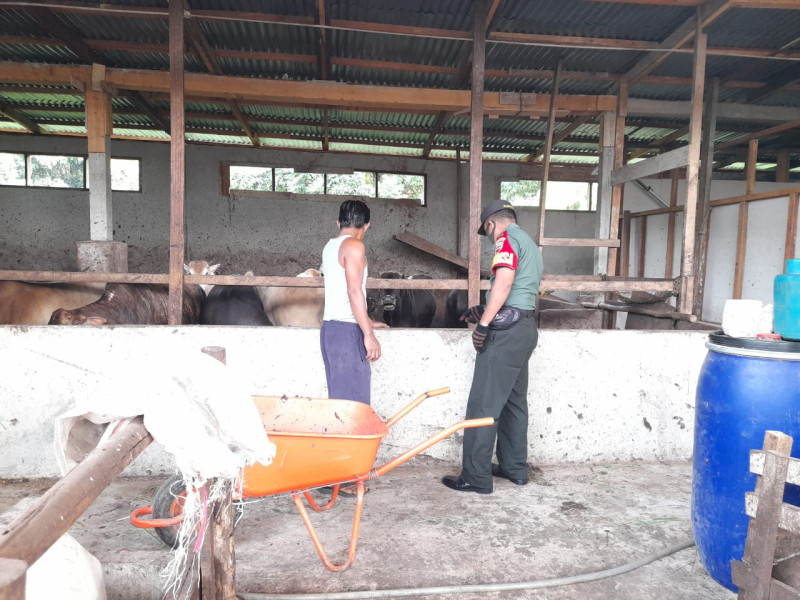 Cegah Penyebaran PMK, Babinsa Sertu Alinaspi Laksanakan Cek Hewan Ternak di Kelurahan Gajah Sakti