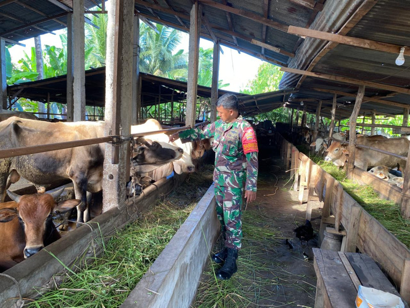 Babinsa Serka Ristiyo Hewan Ternak Sapi di RT 04 RW 06 Air Jamban, Guna Cegah PMK