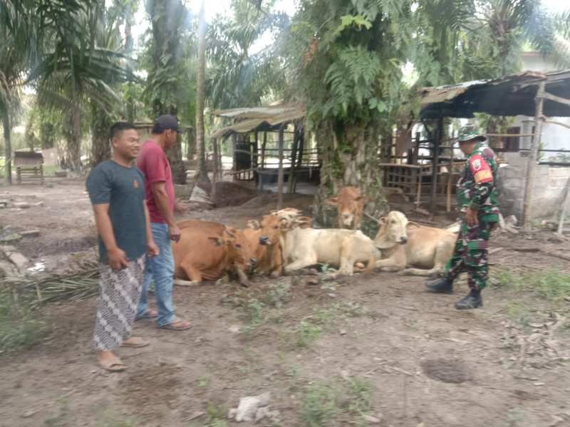 Gencar Laksanakan Pengecekkan Hewan Ternak Sapi di Desa Sebangar, Babinsa Serka Ml. Silaban Turun ke Lokasi