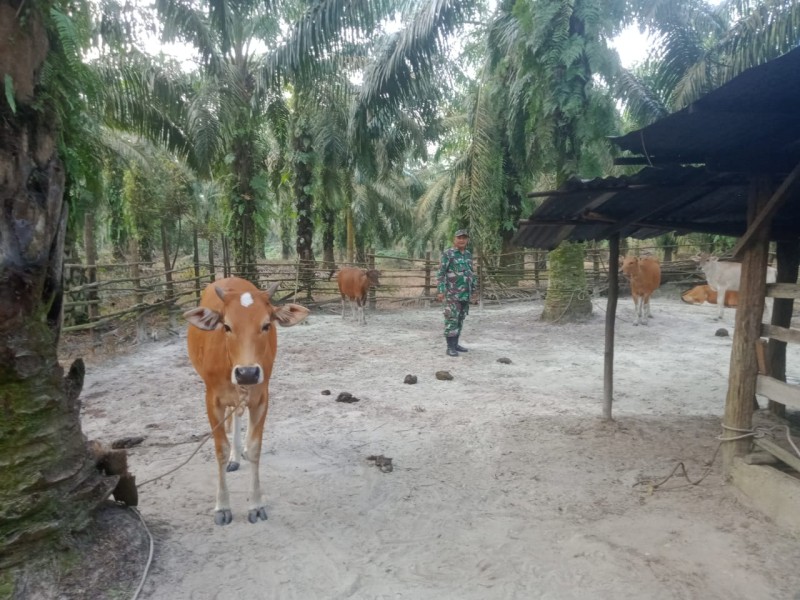 Gencar Laksanakan Pengecekkan Hewan Ternak sapi, di Desa Semunai, Babinsa Serda Paino Cek Lokasi