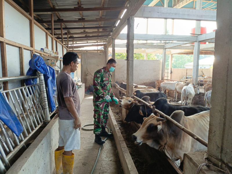 Gencar Laksanakan Pengecekkan Hewan Ternak Sapi di Gajah Sakti, Babinsa Serka Agung Saputro Turun ke Lokasi