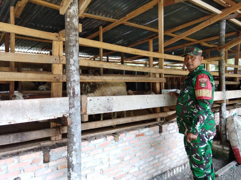 Babinsa Serda Paino Cek Hewan Ternak Kambing, Antisipasi PMK, di Desa Buluh Apo