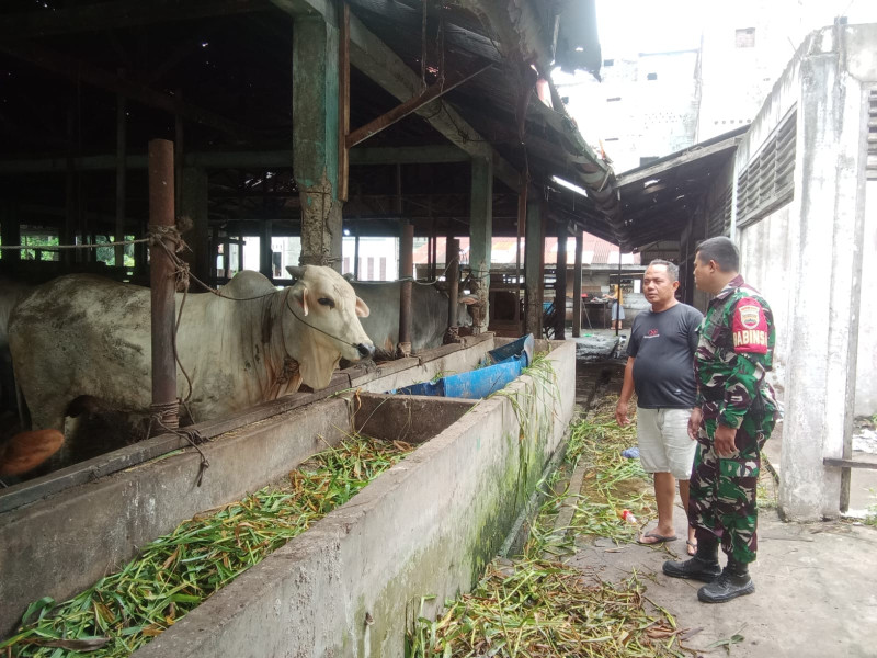 Gencar Laksanakan Pengecekkan Hewan Ternak Sapi di RT 03 RW 02 Desa Balai Pungut, Babinsa Kopda Ade Cek Lokasi