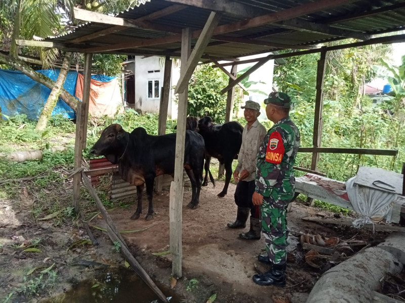 Upaya Cegah Penyebaran PMK, Babinsa Sertu P. Sinaga Cek 2 Ekor Hewan Ternak Sapi di RT 01 RW 04 Desa Tasik Tebing Serai