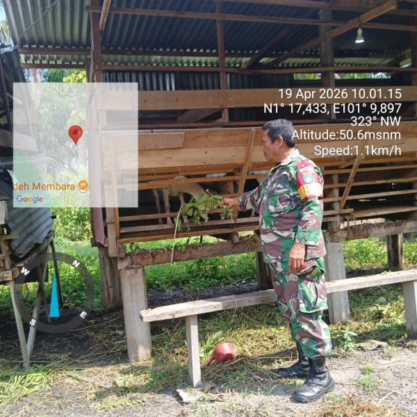 Babinsa Sertu Rosdianto Cek Hewan Ternak Kambing, Antisipasi PMK, di Air Jamban