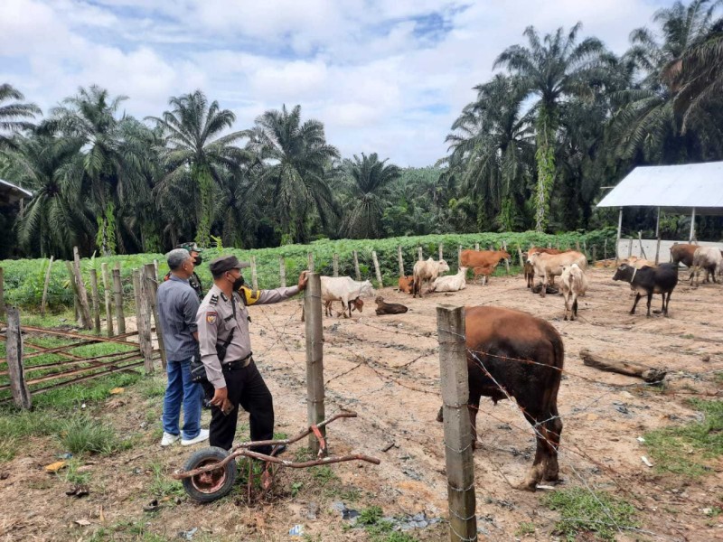 Gencar Laksanakan Pengecekkan Hewan Ternak sapi, di Desa Pinggir, Babinsa Serka Junaidi Cek Lokasi