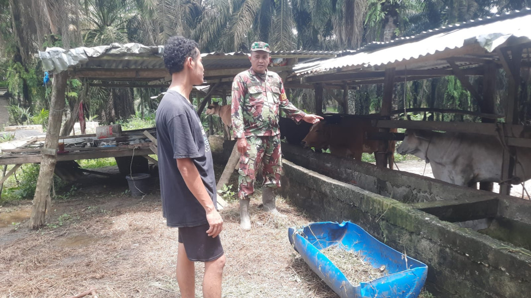 Gencar Laksanakan Pengecekkan Hewan Ternak Sapi, di Kelurahan Talang Mandi, Babinsa Serda Ahmad Junaidi Cek Lokasi