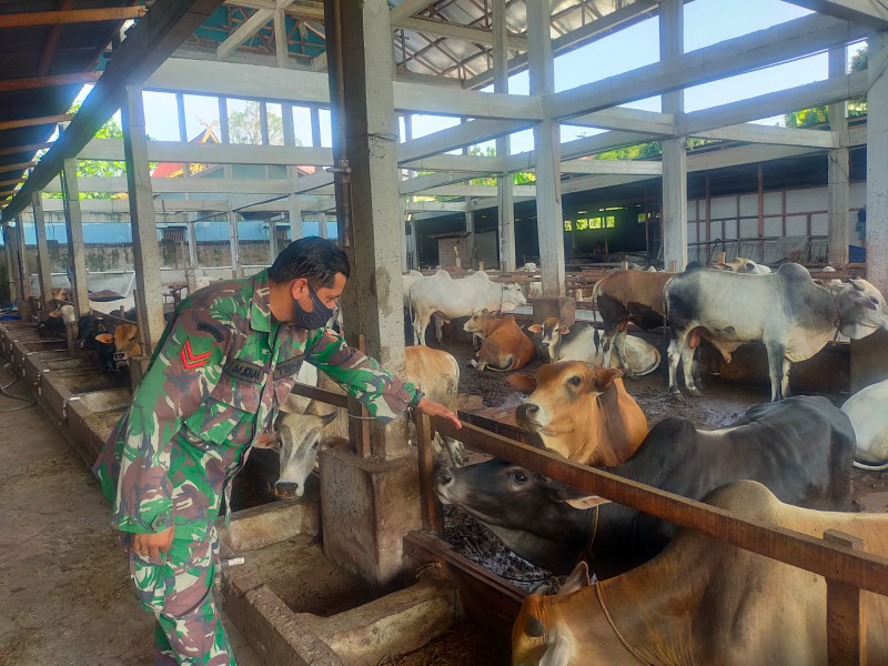Babinsa Koptu Muchsin Khan Cek Hewan Ternak Sapi di Kelurahan Gajah Sakti, Guna Cegah PMK