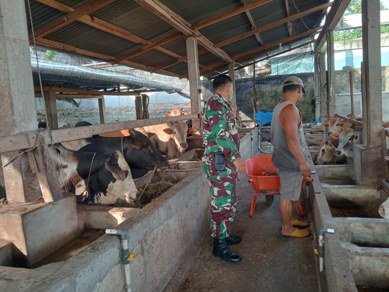 Gencar Laksanakan Pengecekkan Hewan Ternak Sapi di Kelurahan Gajah Sakti, Babinsa Serda Z. Panjaitan Turun ke Lokasi