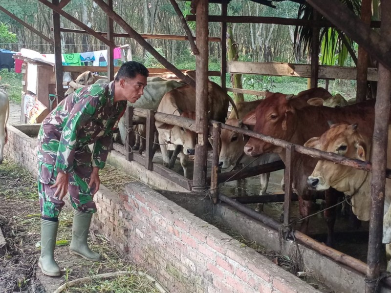 Babinsa Sertu Sutiman. Lakukan Cek Hewan Ternak Kambing Antisipasi Penyakit PMK, di Desa Sebangar