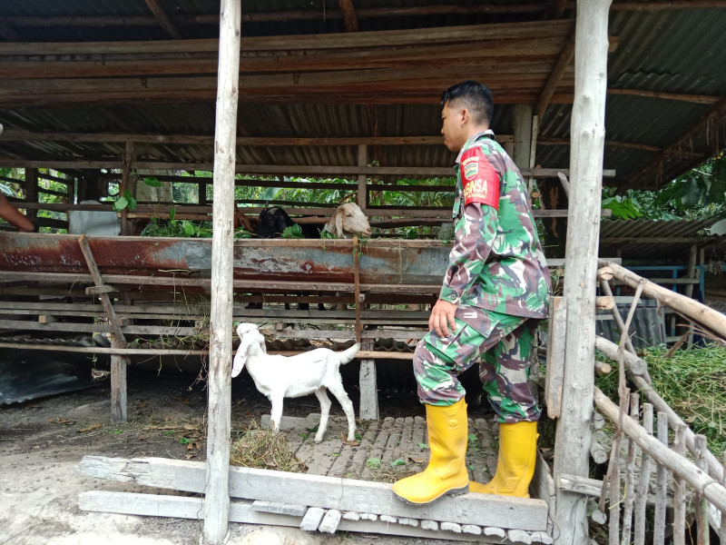 Gencar Laksanakan Pengecekkan Hewan Ternak Kambing di Desa Tasik Serai Timur, Babinsa Sertu M. Fikri Turun ke Lokasi
