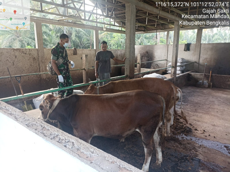 Cegah Penyebaran PMK, Babinsa Sertu Robbi Melaksanakan Cek 3 Ekor Hewan Ternak Sapi RT 02 RW 03 di Gajah Sakti