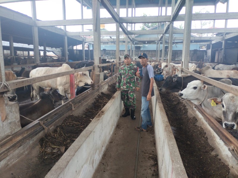 Gencar Laksanakan Pengecekkan Hewan Ternak, di Desa Pinggir Oleh Sertu AT. Sialaban