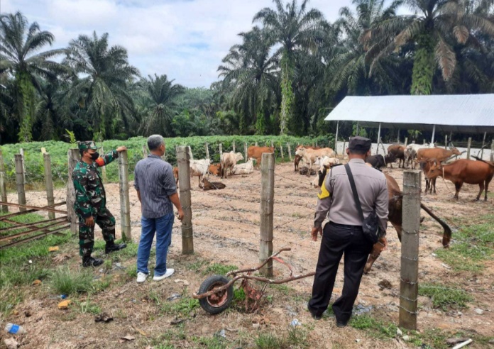 Gencar Laksanakan Pengecekkan Hewan Ternak Sapi, di Desa Pinggir Kecamatan Pinggir, Oleh Serka Junaidi dan Bhabinkamtibmas