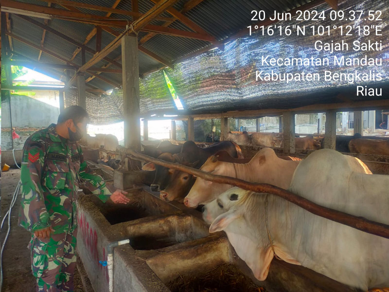 Babinsa Koptu Muchin Khan Cek Hewan Ternak Kambing di Kelurahan Gajah Sakti, Guna Cegah PMK