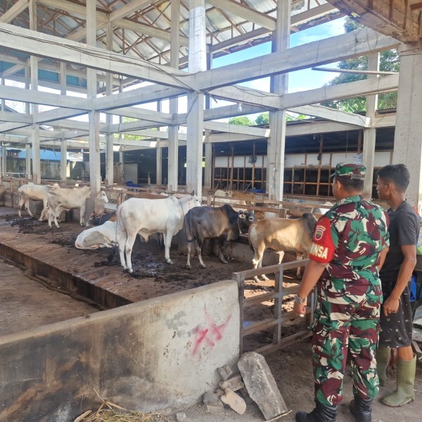 Gencar Laksanakan Pengecekkan Hewan Ternak Sapi, di Kelurahan Gajah Sakti, Mandau, Oleh Serma Agusliadi