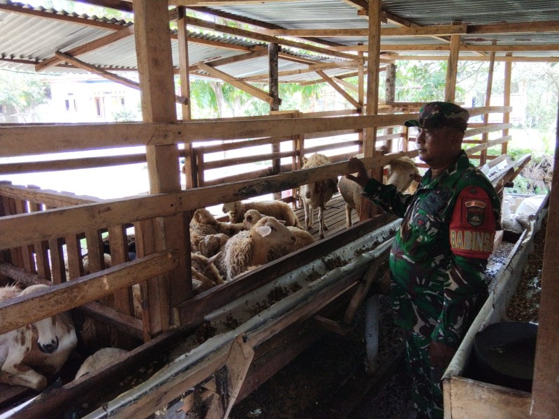 Babinsa Serda Paino, Cek Hewan Ternak Kambing Antisipasi PMK, di Desa Buluh Apo