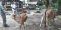 Upayakan Pencegahan PMK di Desa Tasik Serai, Babinsa Kopda Bambang Lakukan Patroli