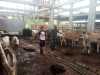 Babinsa Pelda Amiruddin Maksimalkan Upaya Pencegahan PMK di Gajah Sakti