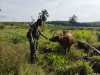 Pesan Babinsa Serda AT. Silaban di Desa Pinggir, Rajinlah Mengecek Hewan Ternak Agar Terhindar Dari PMK